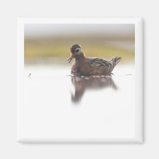 Íman Red Phalarope 2x2 magnet