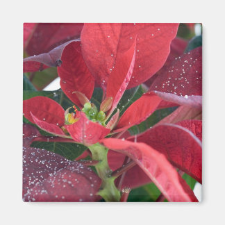 Íman Red Poinsettia -
