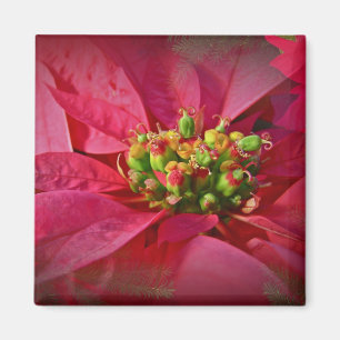 Íman Red Poinsettia - Natal