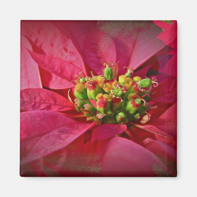 Íman Red Poinsettia - Natal (Frente)