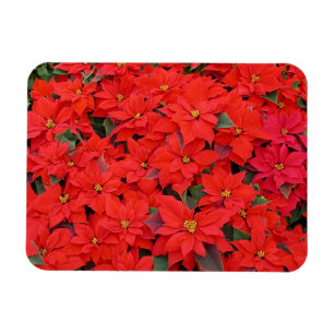 Íman Red Poinsettias I Festa Floral de Natal