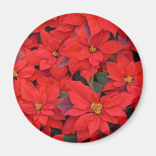 Íman Red Poinsettias I Festa Floral de Natal