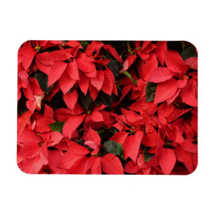 Íman Red Poinsettias II Feriado de Natal Floral