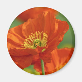 Íman Red Poppy