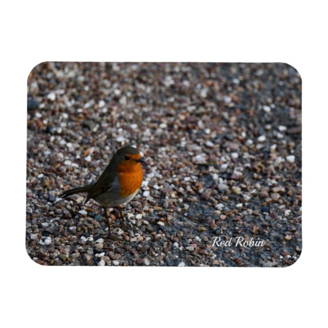 Íman Red Robin em Pebbles no Cartaz do Jardim (Horizontal)