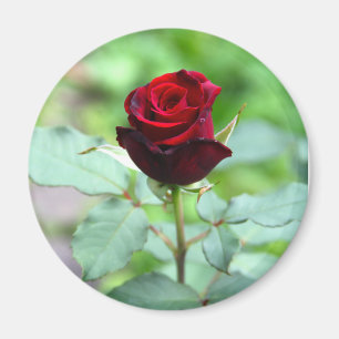 Íman Red Rosebud Magnet