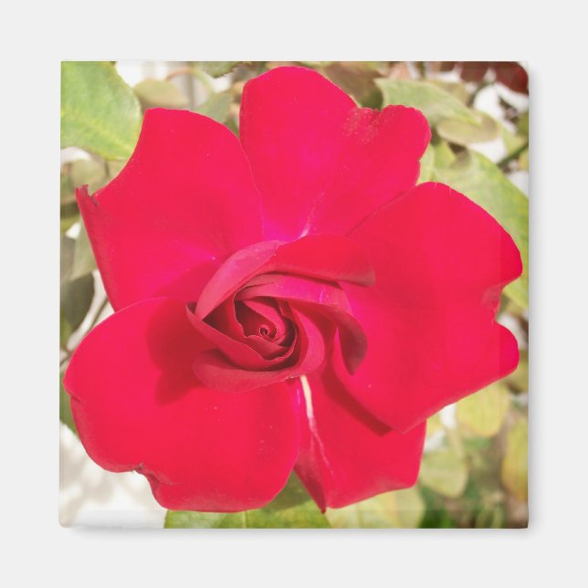 Íman Red Rosy (Frente)