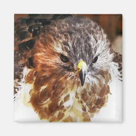ÍMAN RED TAILED HAWK