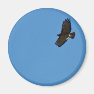 Íman Red Tailed Hawk em Voo