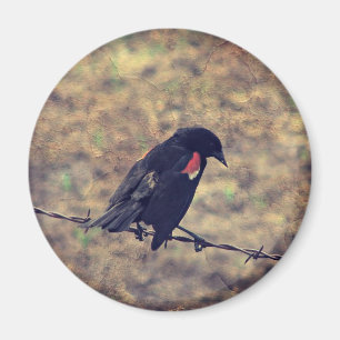 Íman Red Wing Blackbird no arame farpado