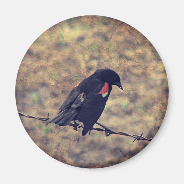 Íman Red Wing Blackbird no arame farpado (Frente)
