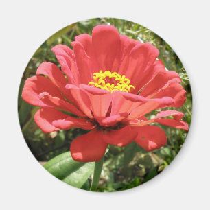 Íman Red Zinnia Magnet