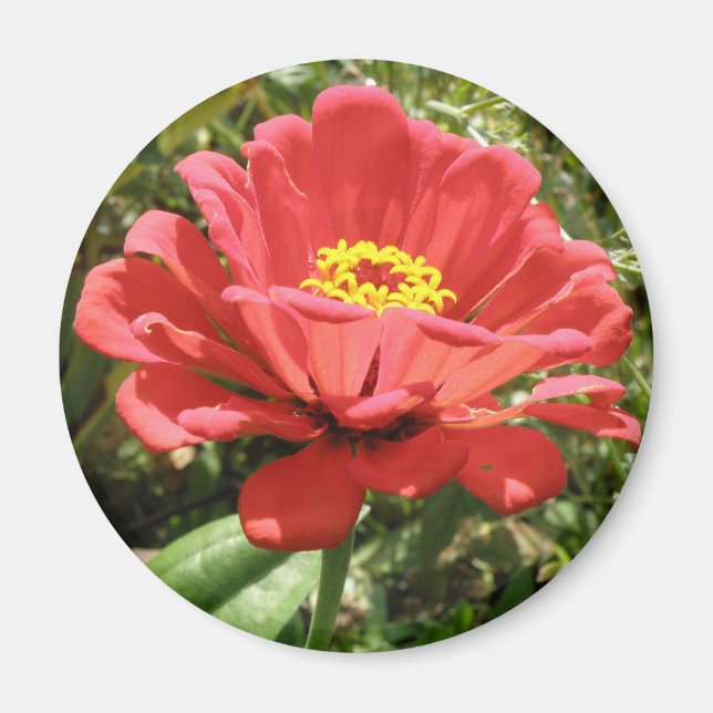 Íman Red Zinnia Magnet (Frente)