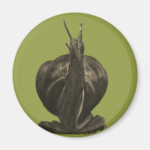 Íman Redondo De Desenho De Pastas De Caracol