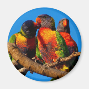 Íman redondo Rainbow Lorikeet