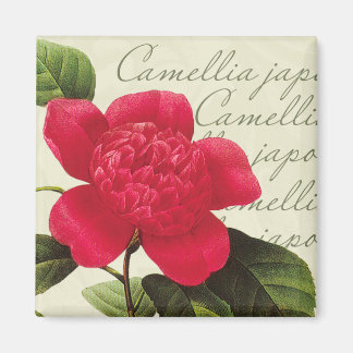 Íman Redoute Vermelho Camellia Impressão Quadrado Botân
