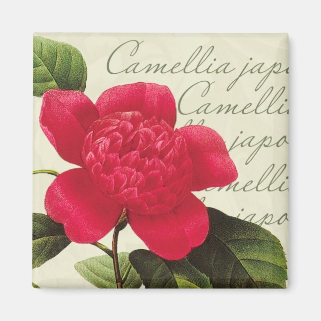 Íman Redoute Vermelho Camellia Impressão Quadrado Botân (Frente)