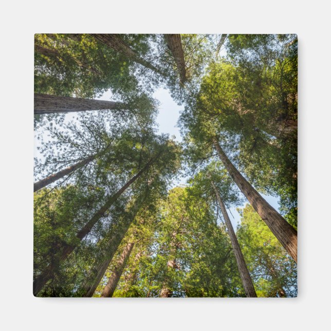 Íman Redwood National and State Parks, Califórnia (Frente)