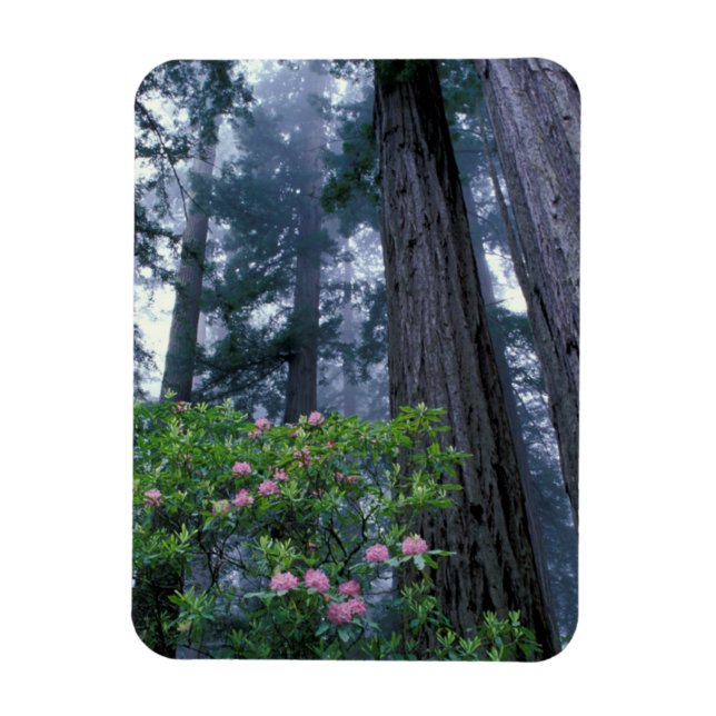 Íman Redwoods da Costa e Rhododendrons (Vertical)