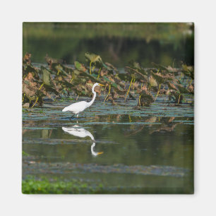 Íman Reflexão de Egrete Branco