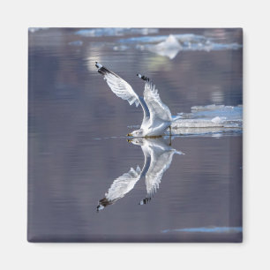 Íman Reflexões de Gaivota