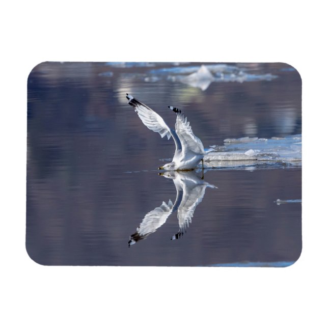 Íman Reflexões de Gaivota (Horizontal)