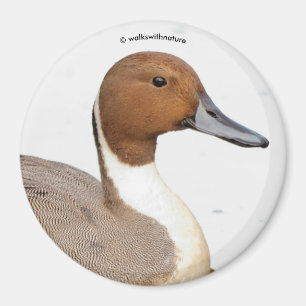 Íman Reflexões de um Pato de Pintail de Norte