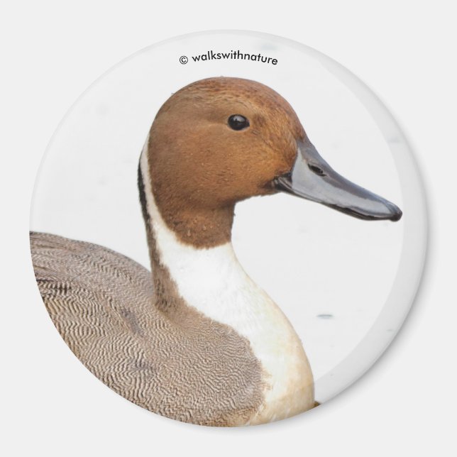 Íman Reflexões de um Pato de Pintail de Norte (Frente)