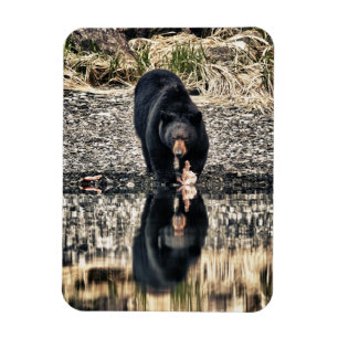 Íman Reflexões do Urso Negro