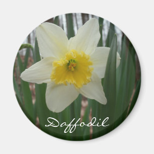 Íman Refrigerador do Daffodil