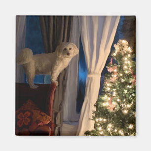 Íman Refrigerator Magnet Waiting for Santa Paws