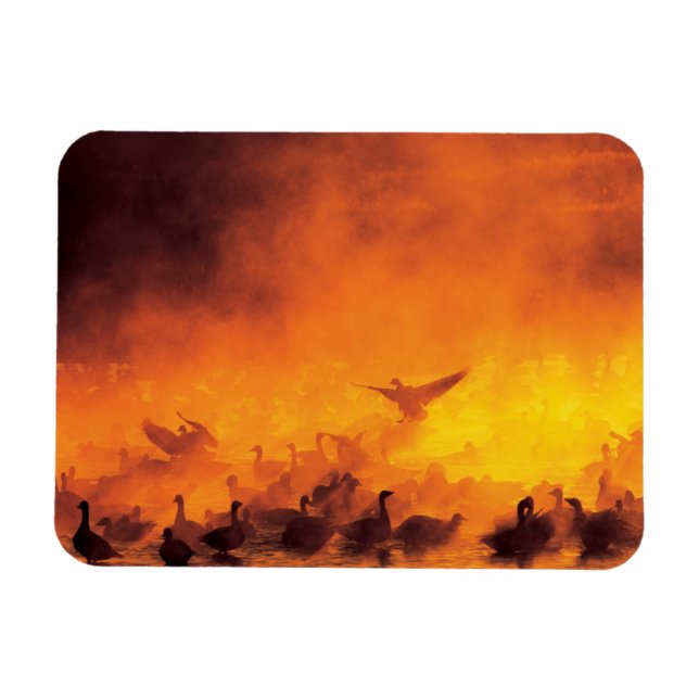 Íman Refúgio Nacional de Vida Selvagem Bosque del Apach (Horizontal)