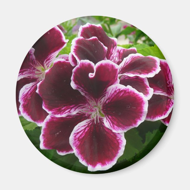 Íman Regal Geranium Flores Elegantes Maroon Floral Lugg (Frente)