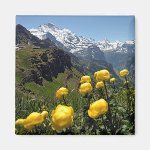 Íman Região de Jungfrau das flores selvagens