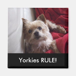 Íman REGRA de Yorkies! Ímã do refrigerador