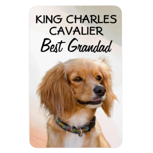 Íman Rei Charles Cavalier Melhor Magneta