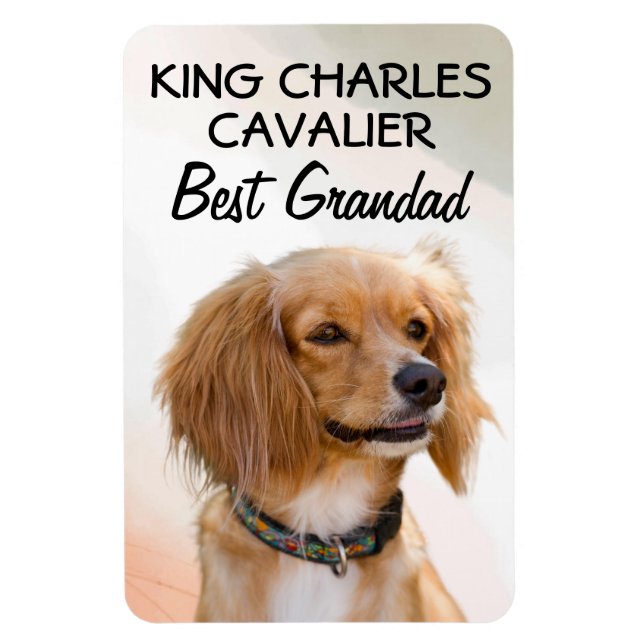 Íman Rei Charles Cavalier Melhor Magneta (Vertical)