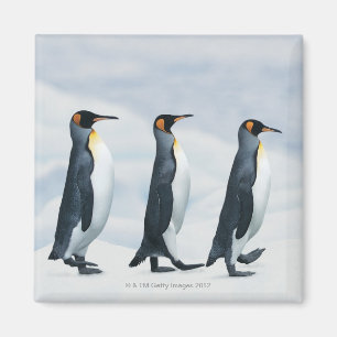 Íman Rei pinguins que andam no único arquivo