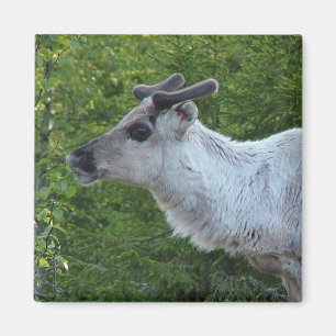Íman Reindeer na Lapónia