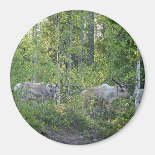 Íman Reindeer na Lapónia