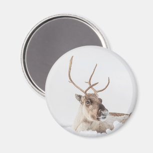 Íman Reindeer Nature Photo
