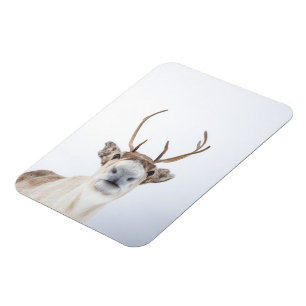 Íman Reindeer Nature Photo