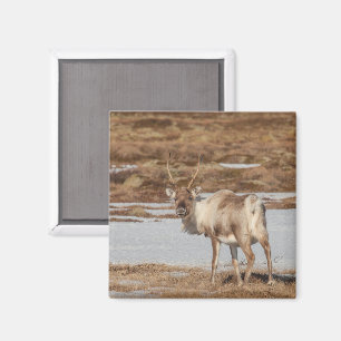 Íman Reindeer Nature Photo