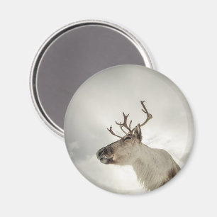 Íman Reindeer Nature Photo