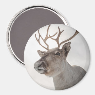 Íman Reindeer Nature Photo