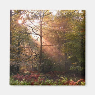 Íman Reino Unido. Floresta de Dean. Raio de sol penetra