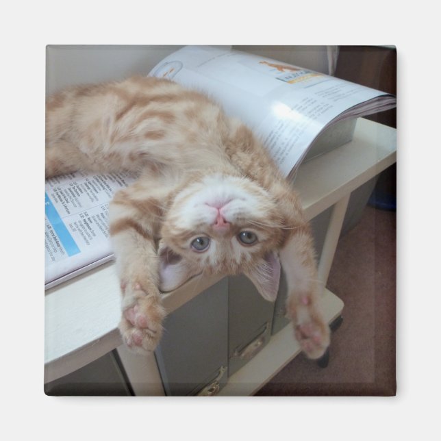 Íman Relaxamento do gatinho (Frente)