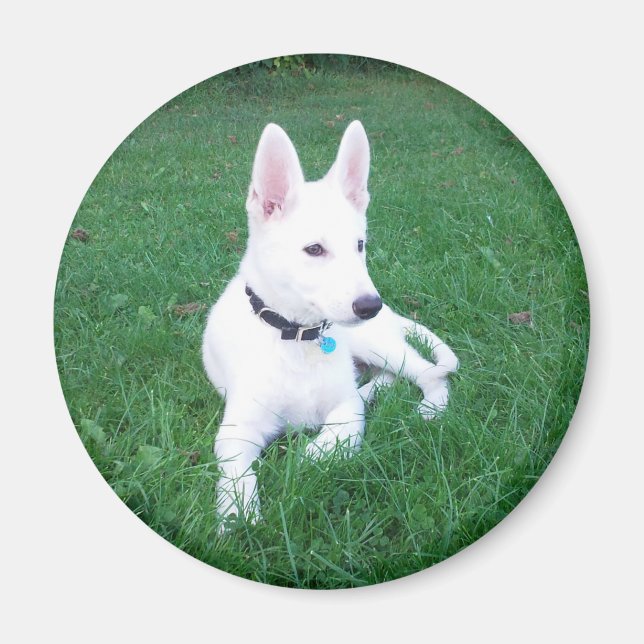 Íman Relaxando o Magnete do Pastor (Frente)