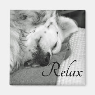 Íman "Relaxe" o ímã quadrado do sono bonito do cão