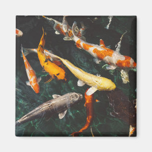 Íman Relaxing Orange & White Asian Koi Fish Pond